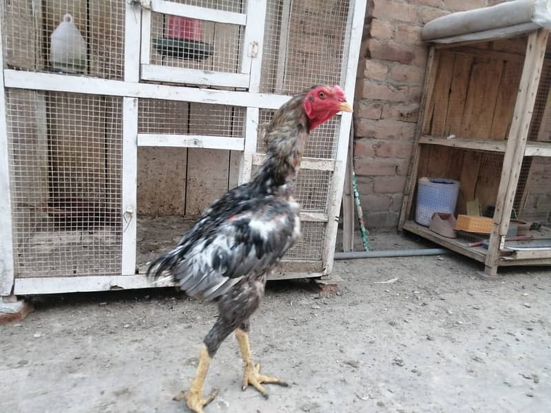 aseel  | Kamalia x rampuri aseel pair |  aseel chicks |4 months  aseel 16