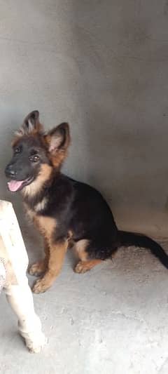 Germen Sheperd Double Coat Long Hair 4 Month old female puppy for sale