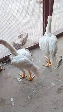 Heera Aseel pair