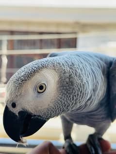 Congo African Grey Parrot