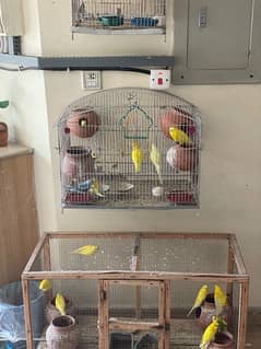 cages + parrot for sale