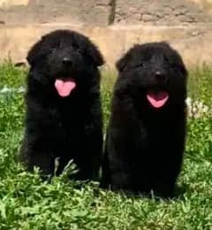 black Shepherd long coat pair 2 month for sale