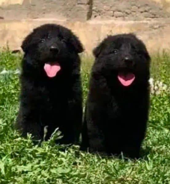 black Shepherd long coat pair 2 month for sale 0