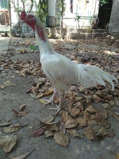 Heera Sindhi Aseel Breeder pair