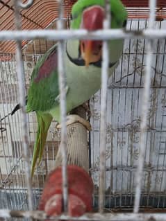 jangli parrot baredir male agg 3.5 ha