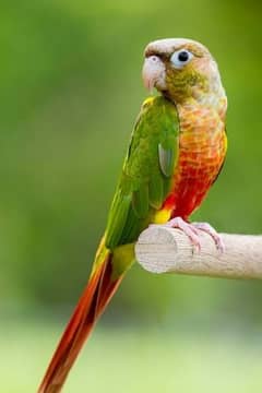 conure brider male for sale