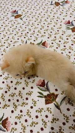 Persian cat urgent sale age 1 month  03147560457