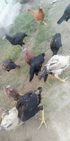 aseel hens and Pathey