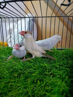 fown male and silver white jawa pair sale