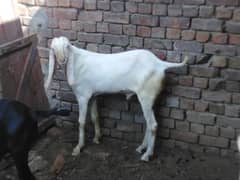 Top quality Pure gulabi supreme breeder quality kheera male age 9 Mah