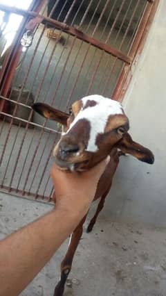 bakri