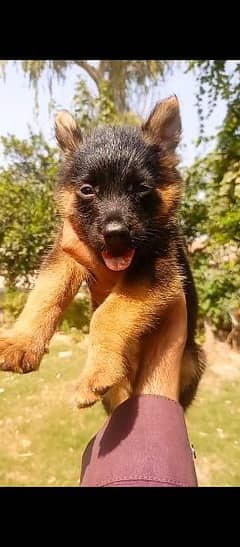 German Shepherd double coat female for sale