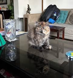 Beautiful Persian Double Coat Kittens 0