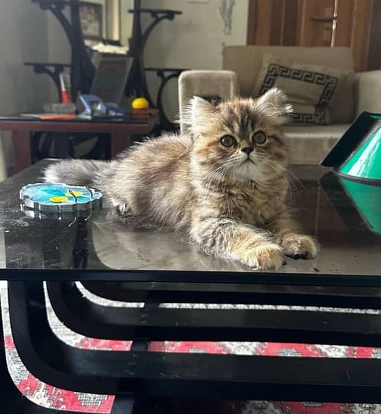 Beautiful Persian Double Coat Kittens 1