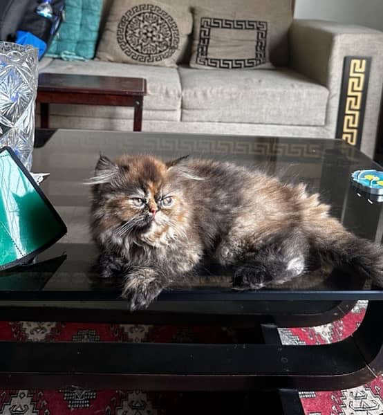 Beautiful Persian Double Coat Kittens 2