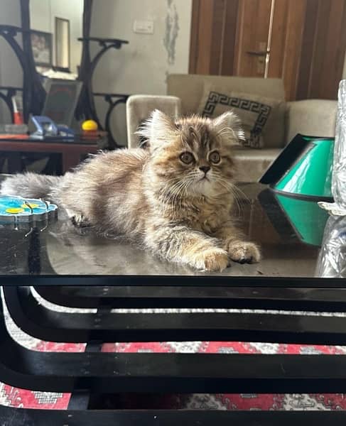 Beautiful Persian Double Coat Kittens 3