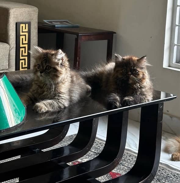 Beautiful Persian Double Coat Kittens 4