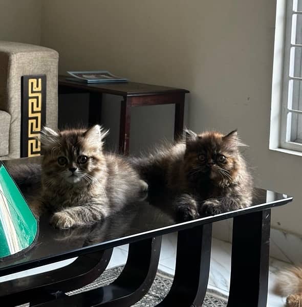 Beautiful Persian Double Coat Kittens 5