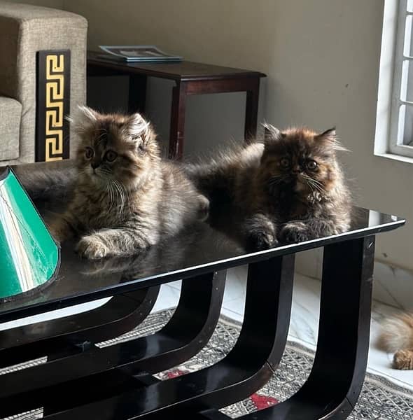 Beautiful Persian Double Coat Kittens 6