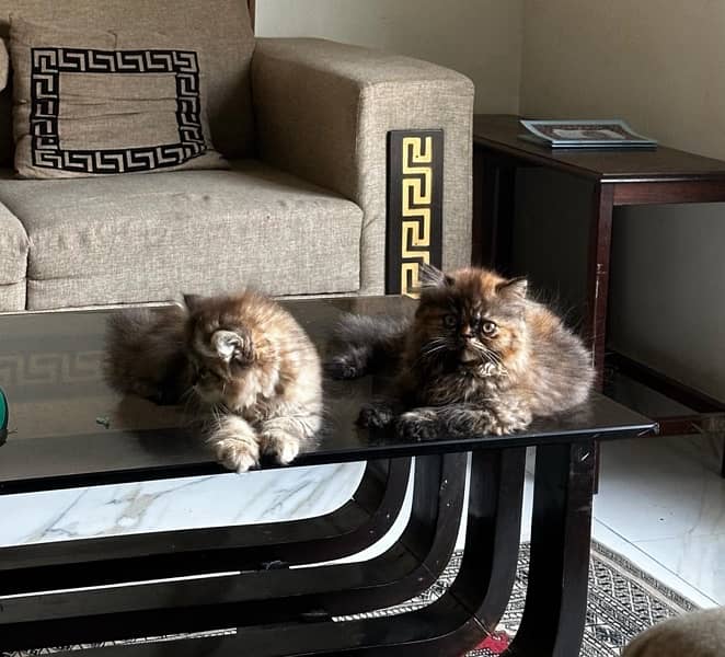 Beautiful Persian Double Coat Kittens 8