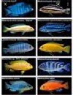 oscars parrots cichlids betta fish goldfish plecos fish available tank