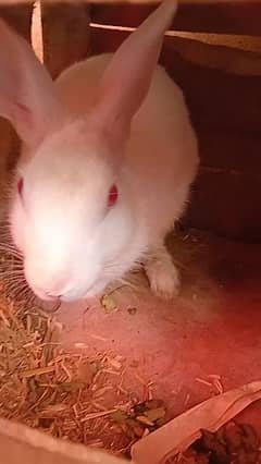 Rabbit Breeder White color Red  Eyes, Female breeder , bunnies