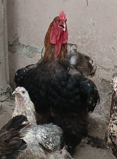 Barahma and Grey Silkie