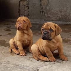 IMPORTED FRENCH MASTIFF PUPPIES AVAILABLE FOR SALE