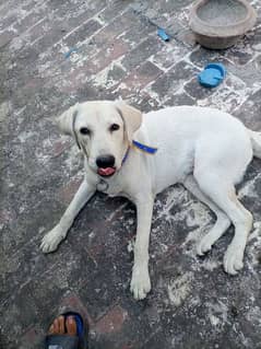 British Labrador female 6 month age