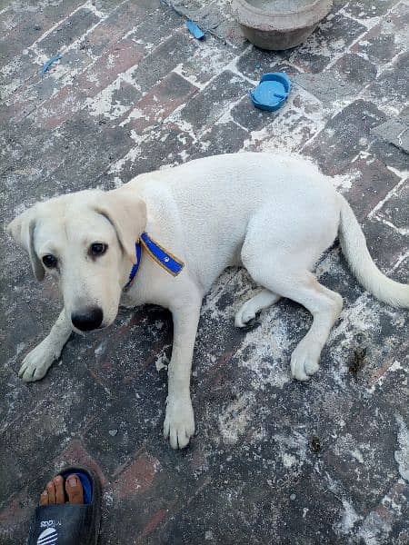 British Labrador female 6 month age 4