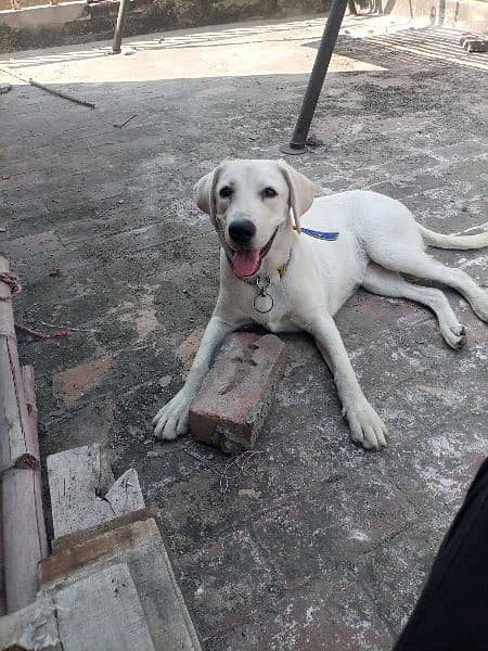 British Labrador female 6 month age 5