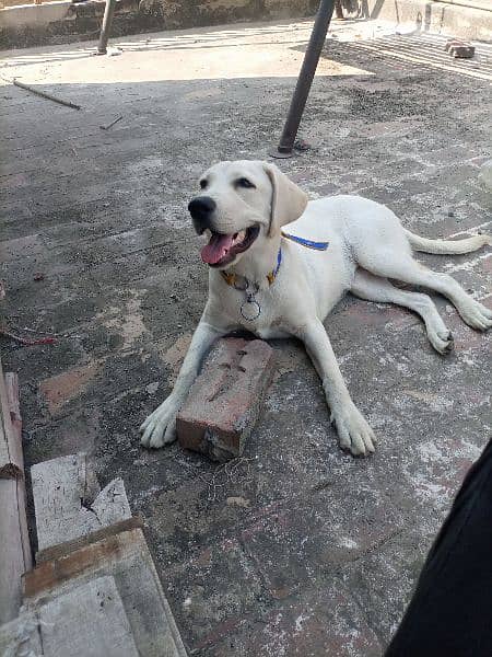 British Labrador female 6 month age 7