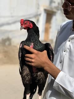 Aseel Lasani Phatta black breeder