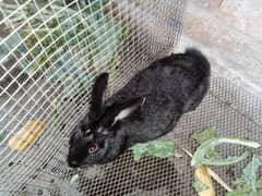 Cross breed Male Rabbits for sale, contact on WhatsApp