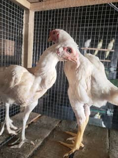 white ko shamo/ko shamo/ ko shamo breeder pair