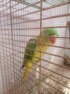 Pahari parrot raw parrot