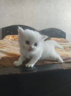 Persian kitten for sale