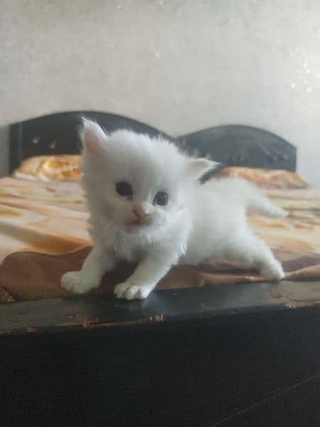 Persian kitten for sale 0