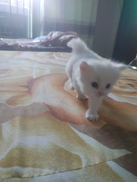 Persian kitten for sale 1