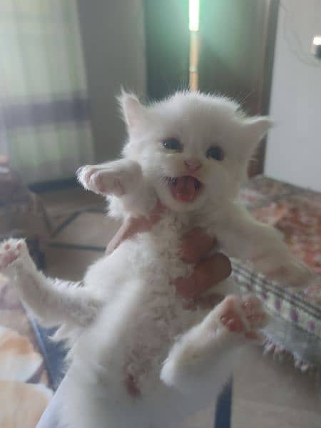 Persian kitten for sale 2