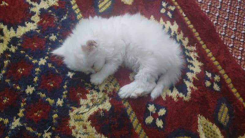 Persian kitten for sale 3