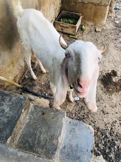 bakri