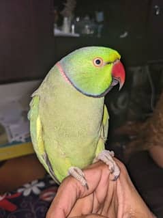 ring neck parrot talking