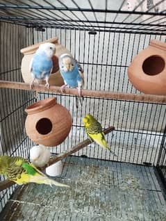 Australian budgies for sale