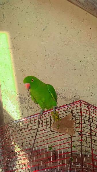 parrot 1