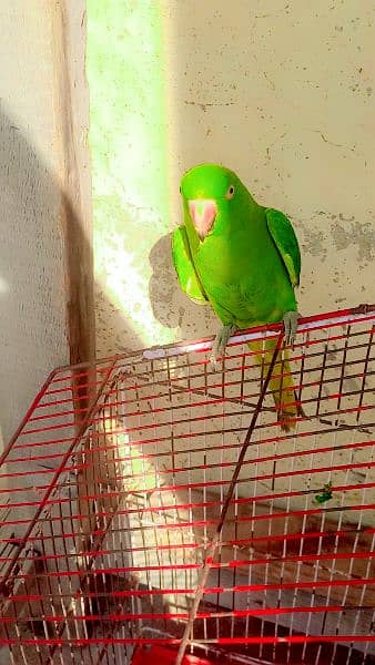 parrot 3