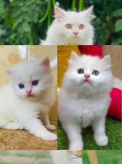 Persian Punch face triple coat cat Kitten