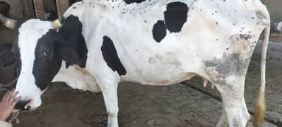 Australian cow for sale