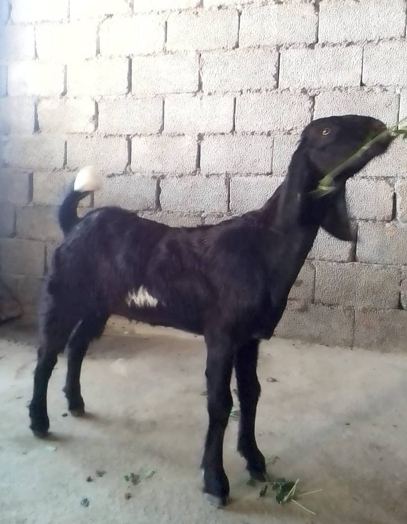 Goats/doghli nasal 1