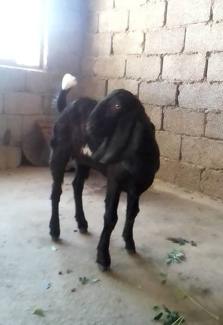 Goats/doghli nasal 2